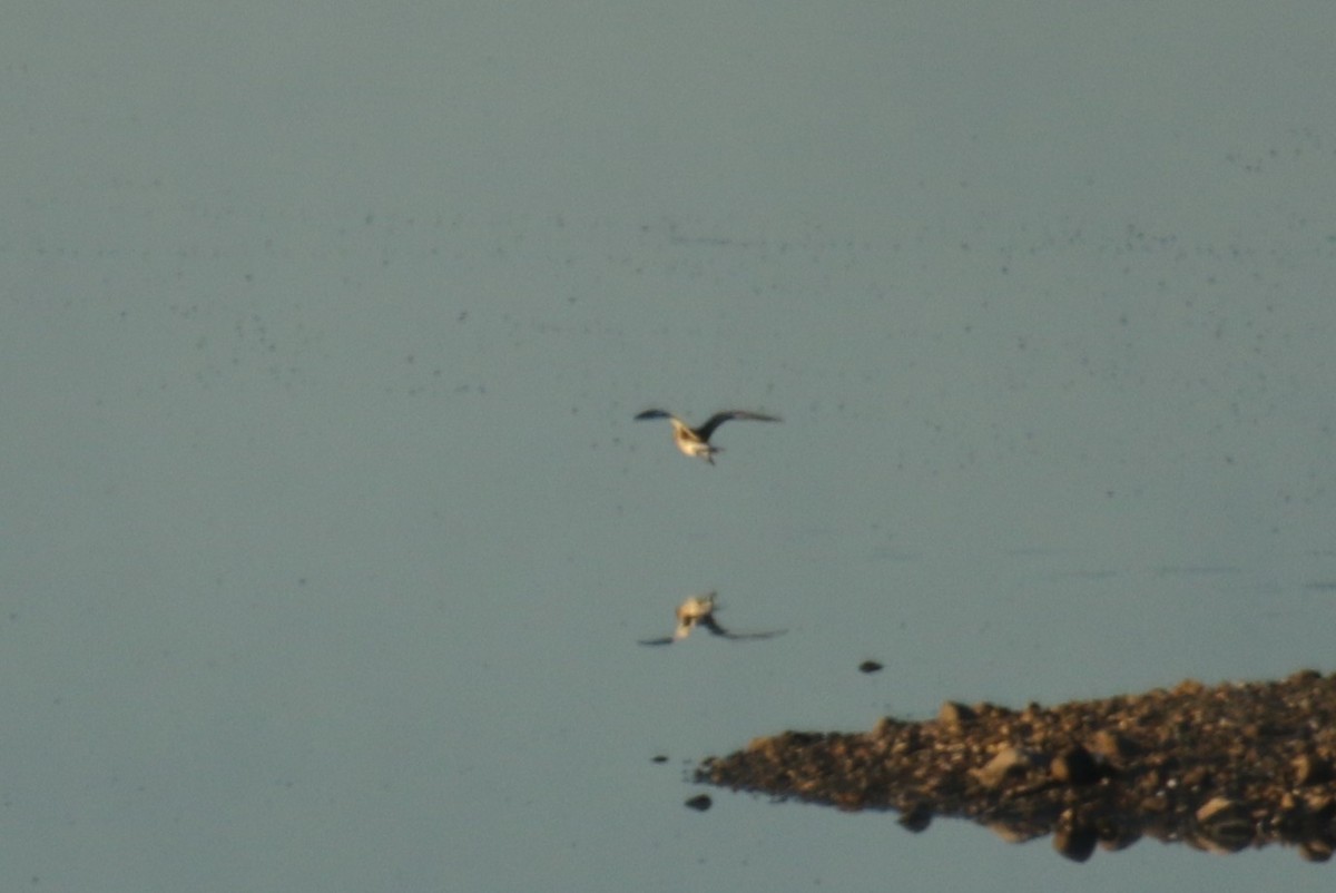 Black-bellied Plover - ML642440994