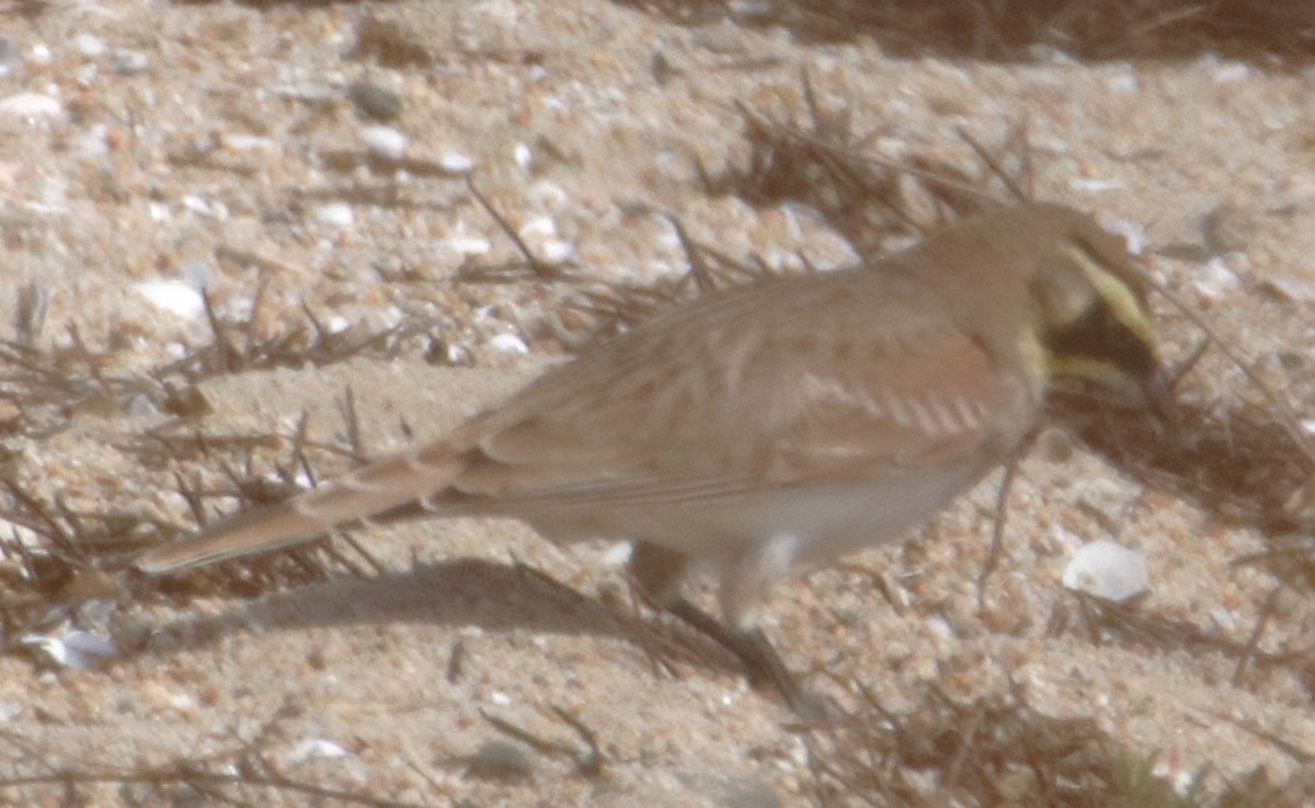 Horned Lark - ML642441020