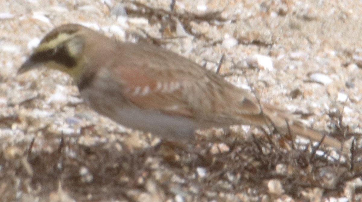 Horned Lark - ML642441022