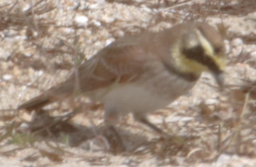 Horned Lark - ML642441023