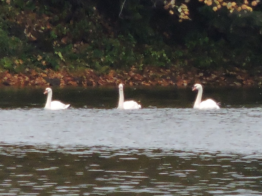 Höckerschwan - ML642441027