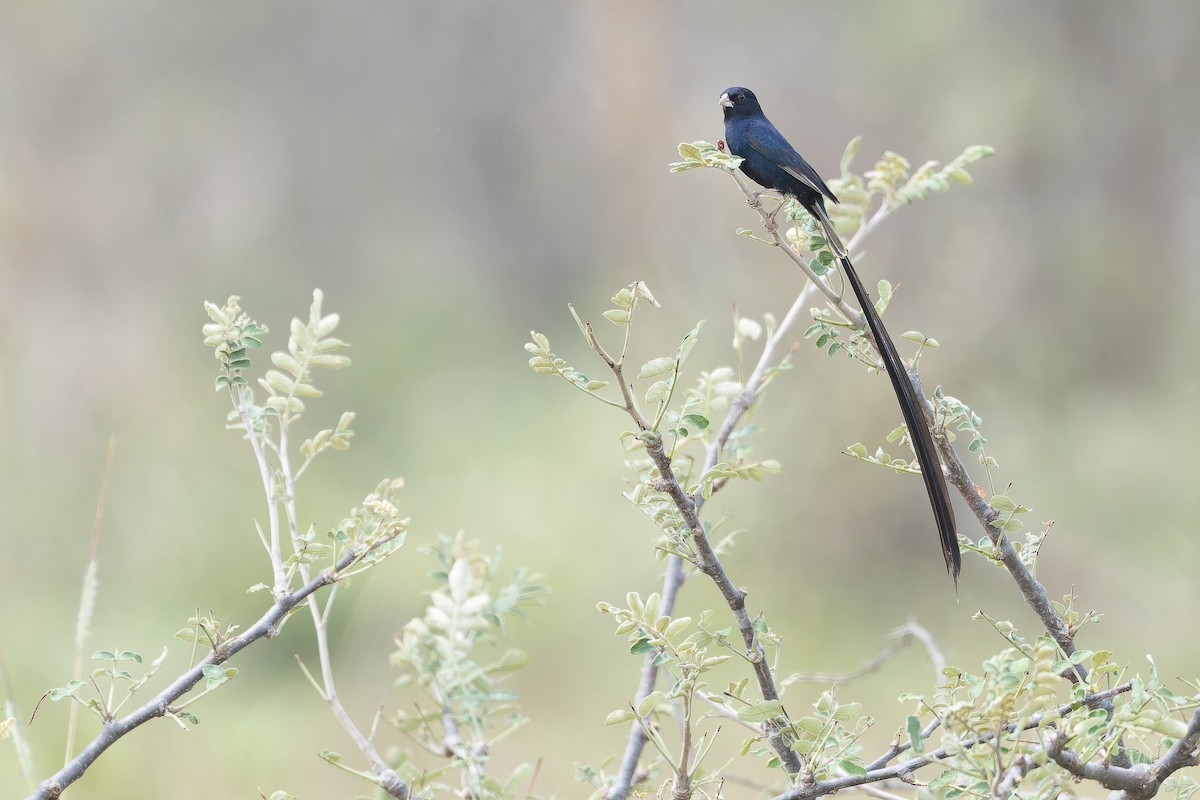 Steel-blue Whydah - ML642441040