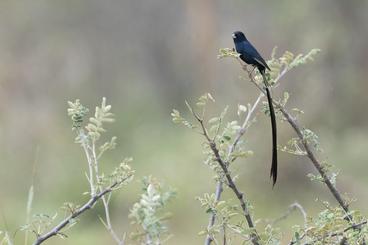 Steel-blue Whydah - ML642441041