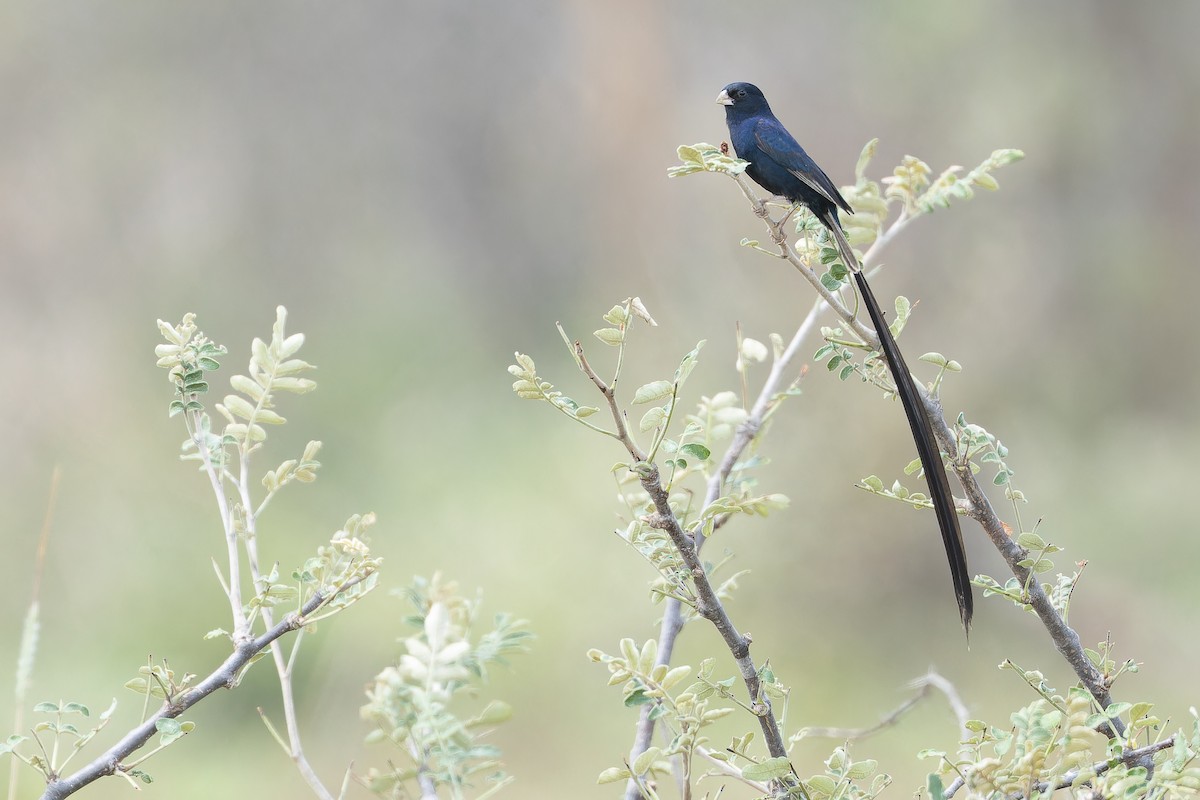 Steel-blue Whydah - ML642441042