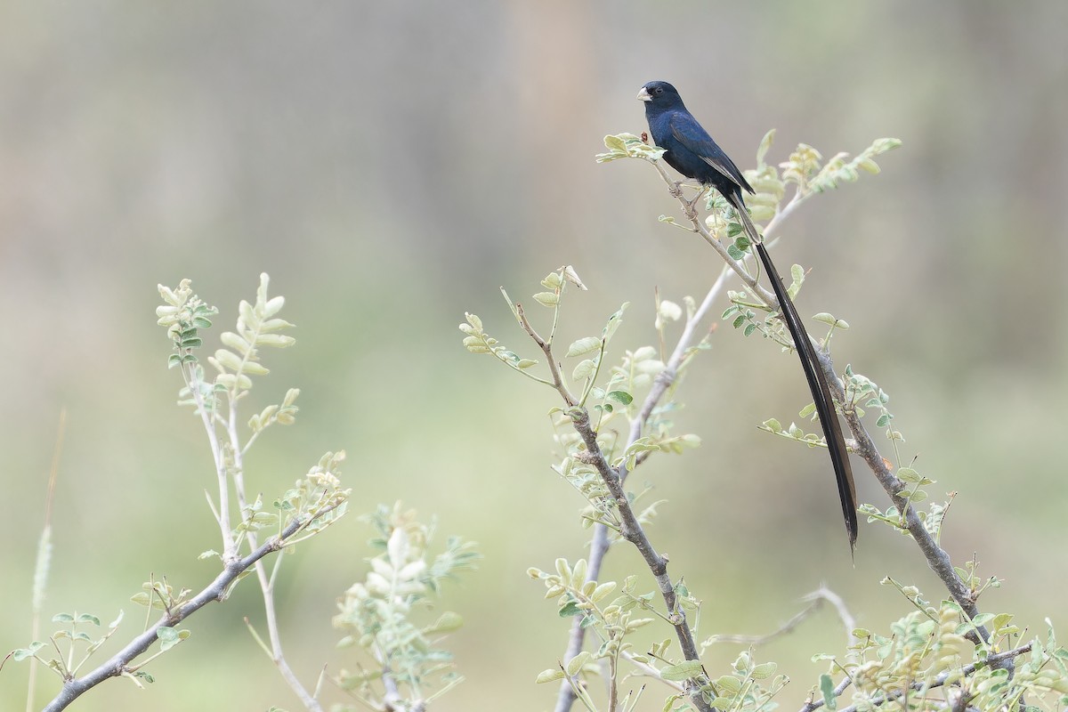 Steel-blue Whydah - ML642441043