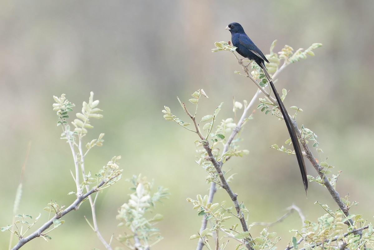 Steel-blue Whydah - ML642441044