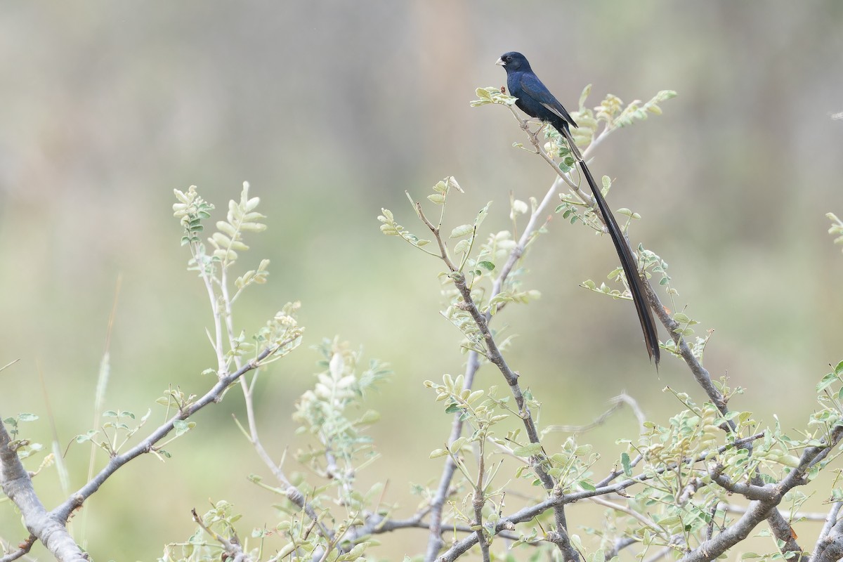 Steel-blue Whydah - ML642441048