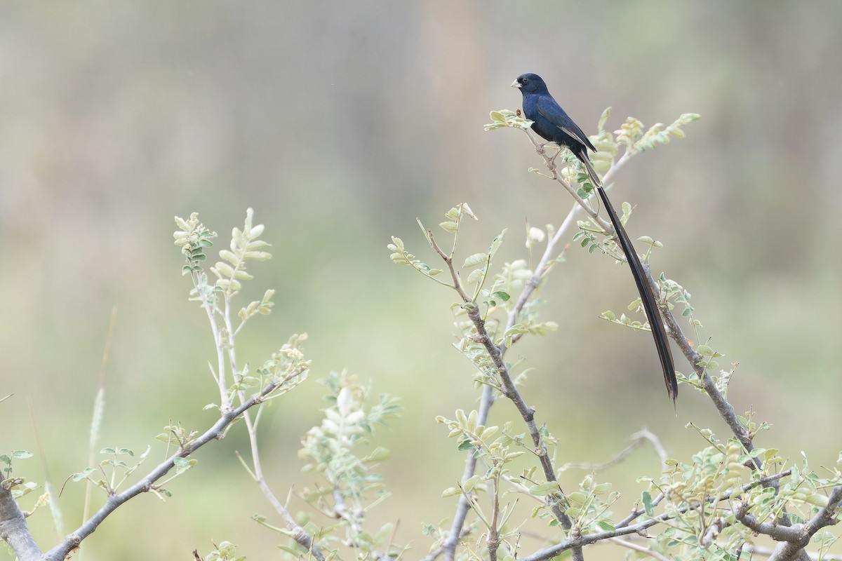 Steel-blue Whydah - ML642441049