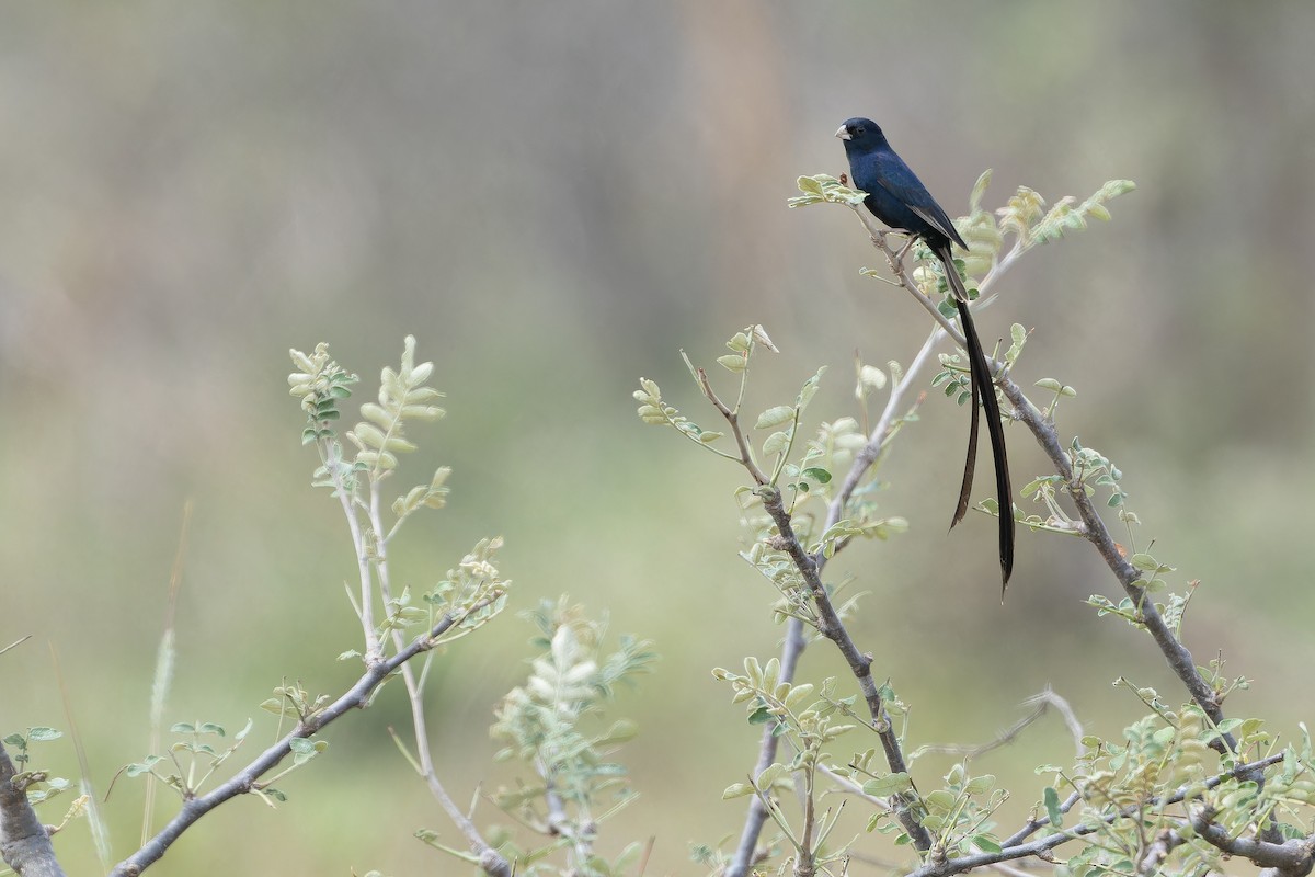 Steel-blue Whydah - ML642441050