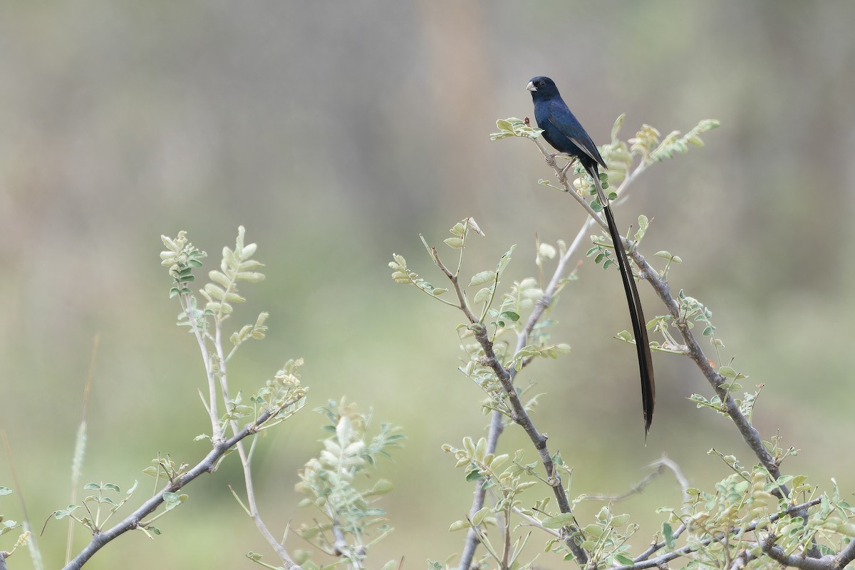 Steel-blue Whydah - ML642441051