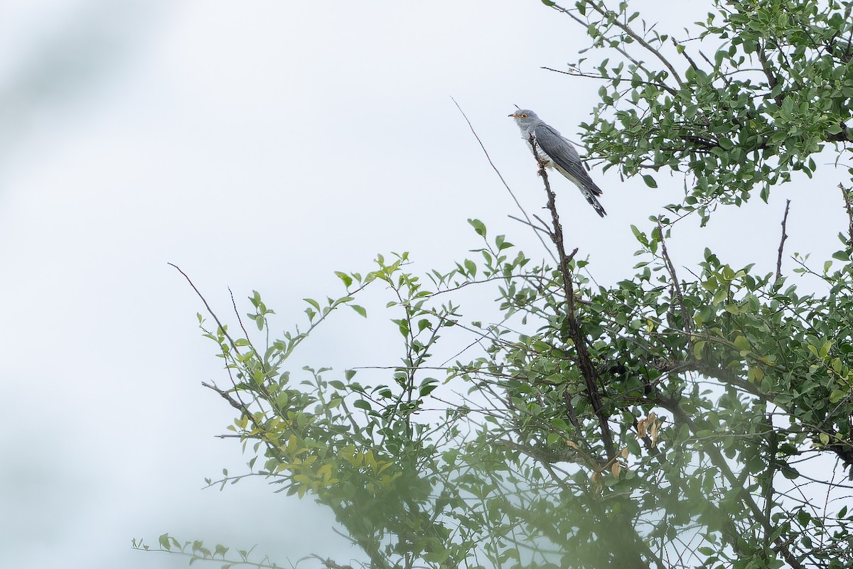 African Cuckoo - ML642441056