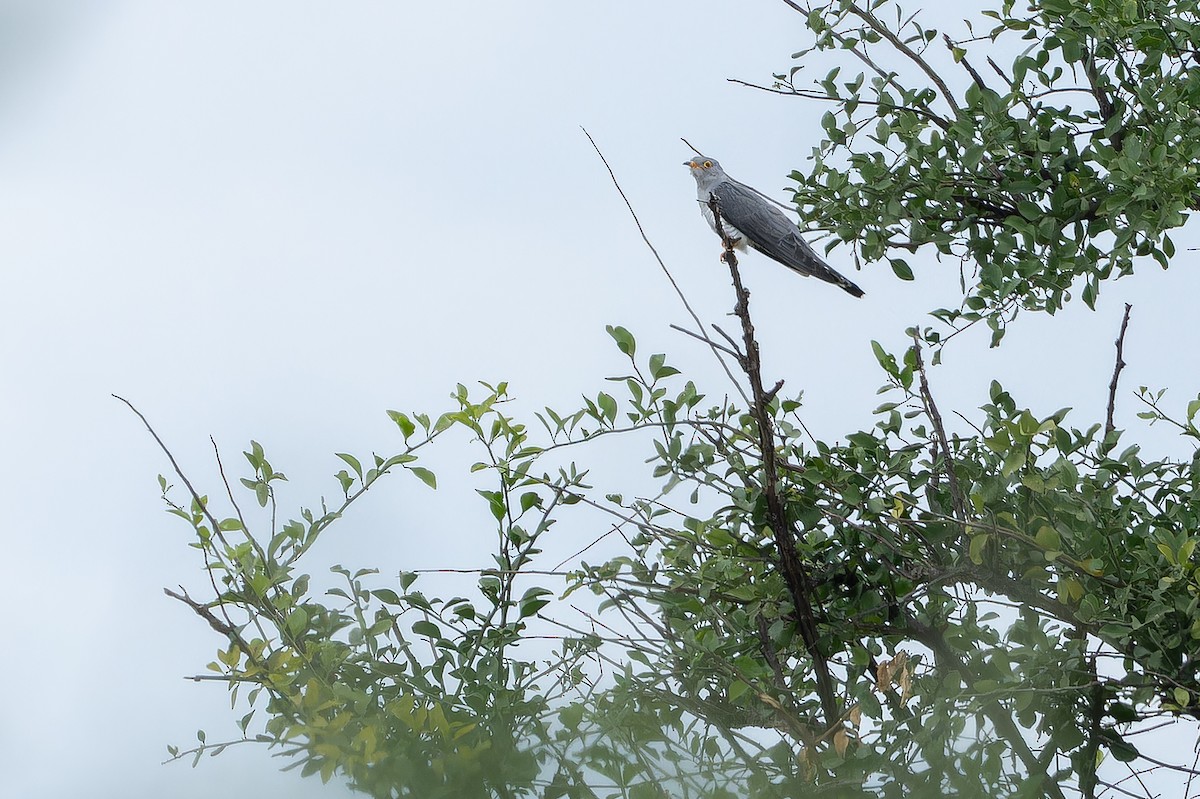 African Cuckoo - ML642441057