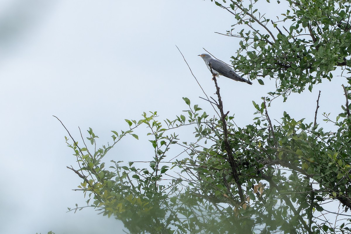 African Cuckoo - ML642441058