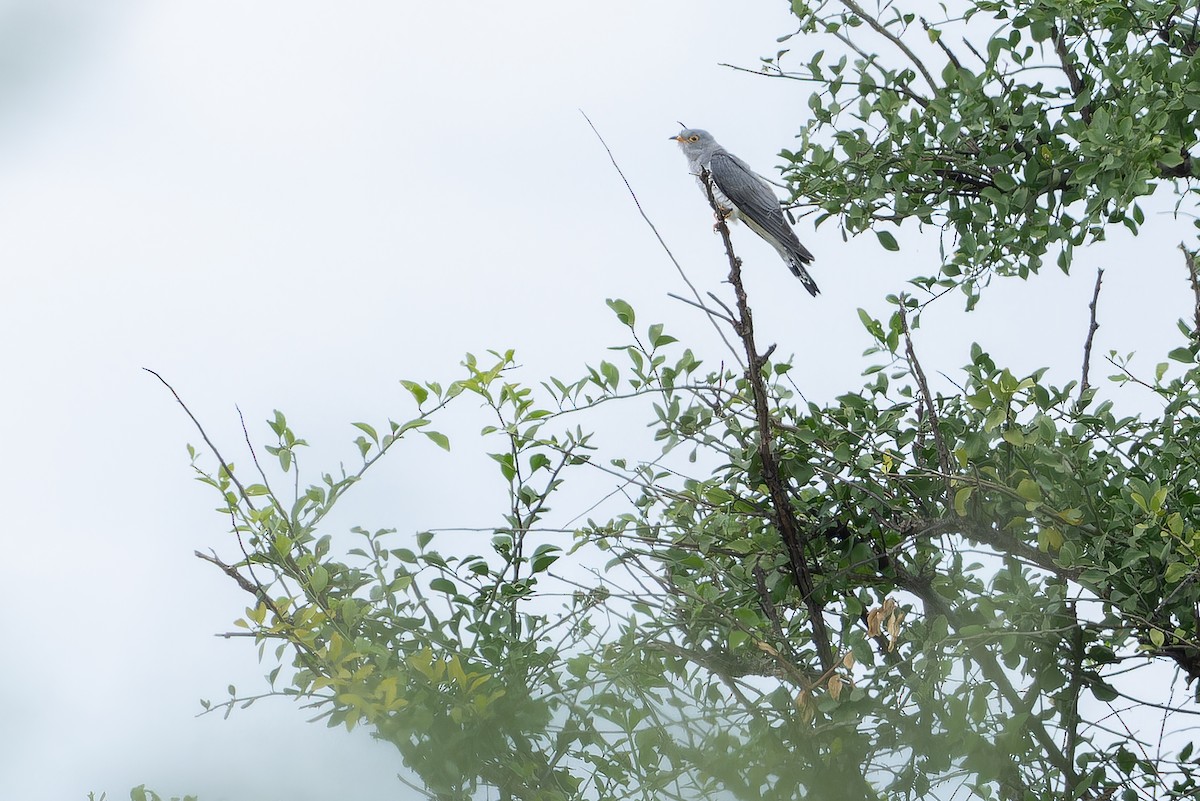African Cuckoo - ML642441059