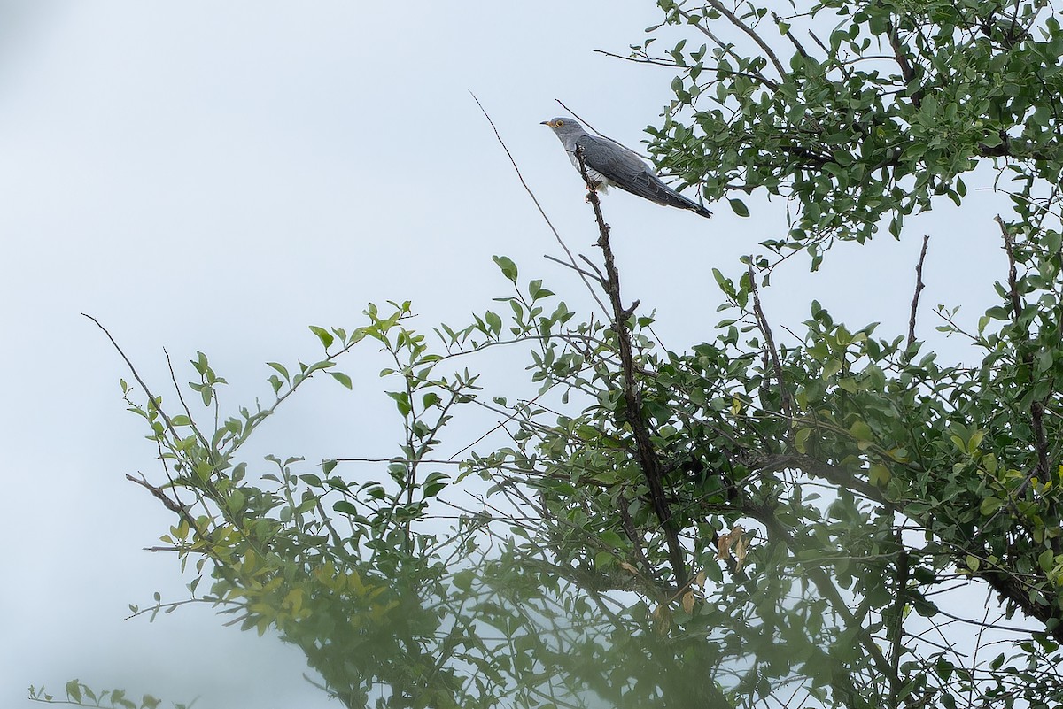 African Cuckoo - ML642441060