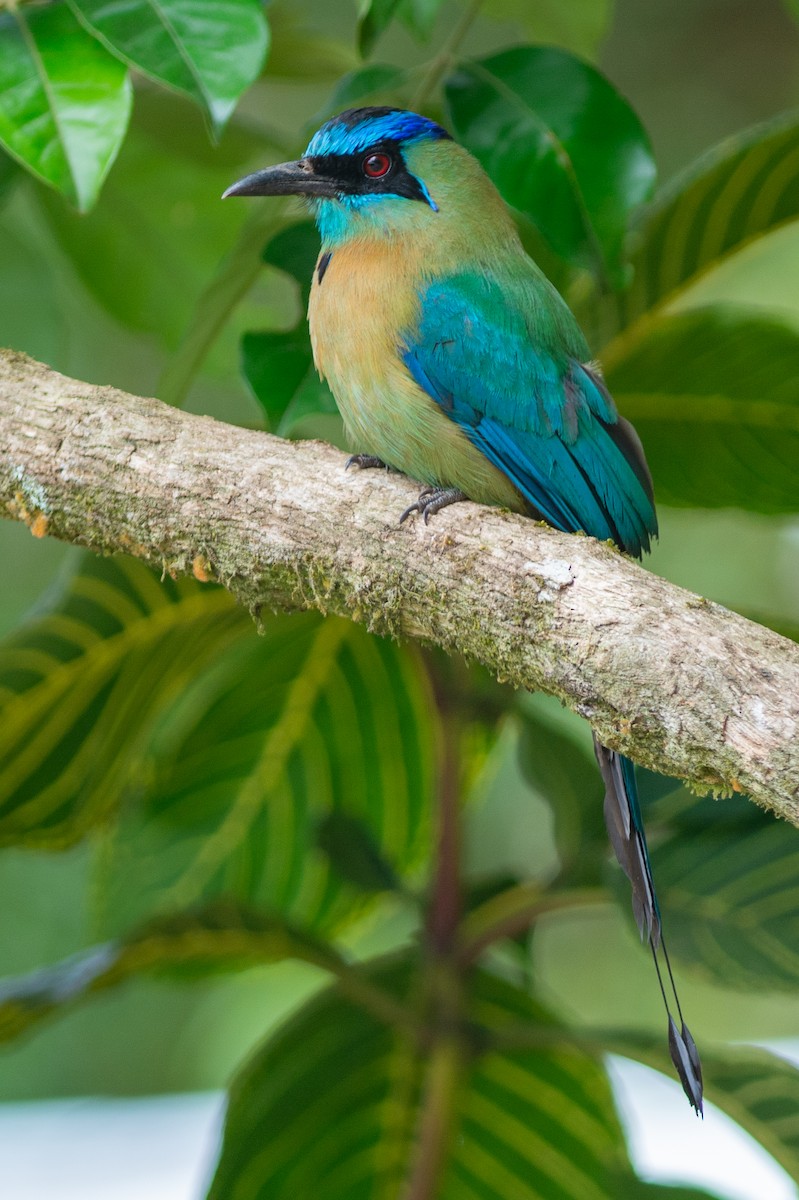 Motmot de Lesson - ML642441070