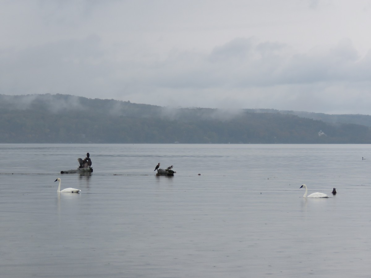 Trumpeter Swan - ML642441101