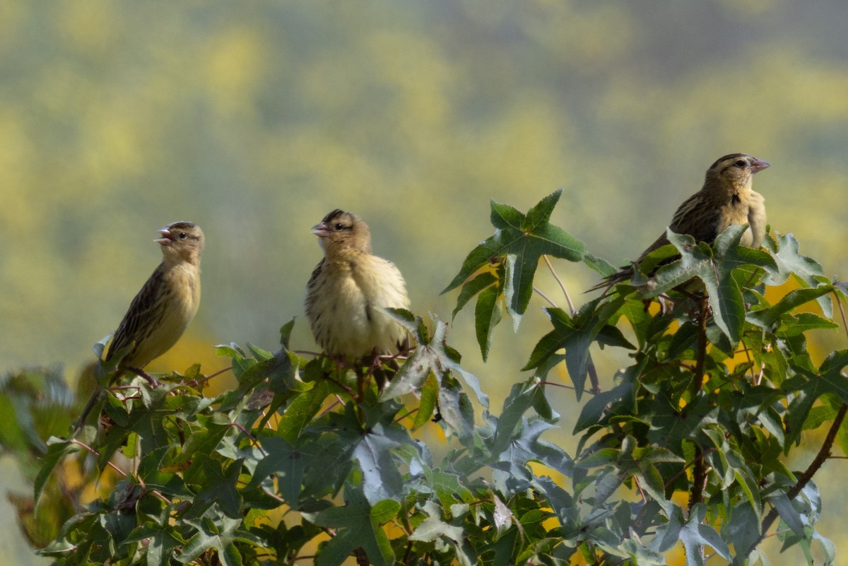 Bobolink - ML642441105