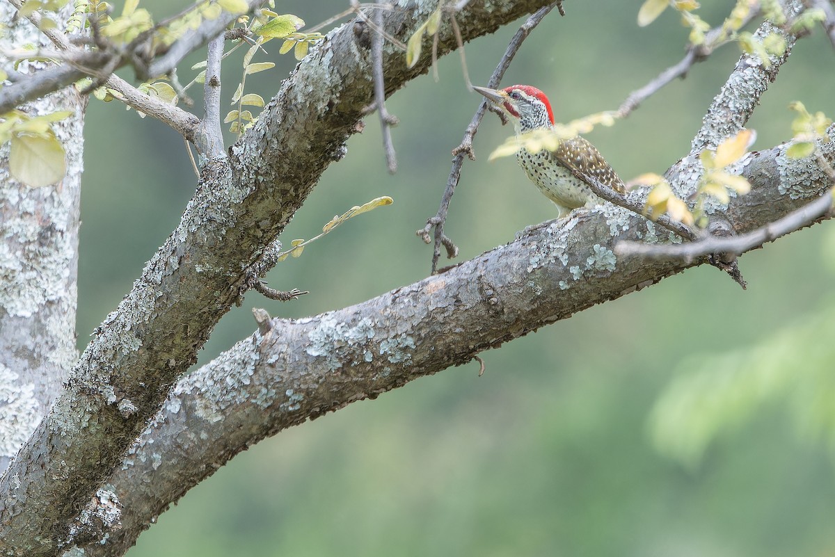 Nubian Woodpecker - ML642441108