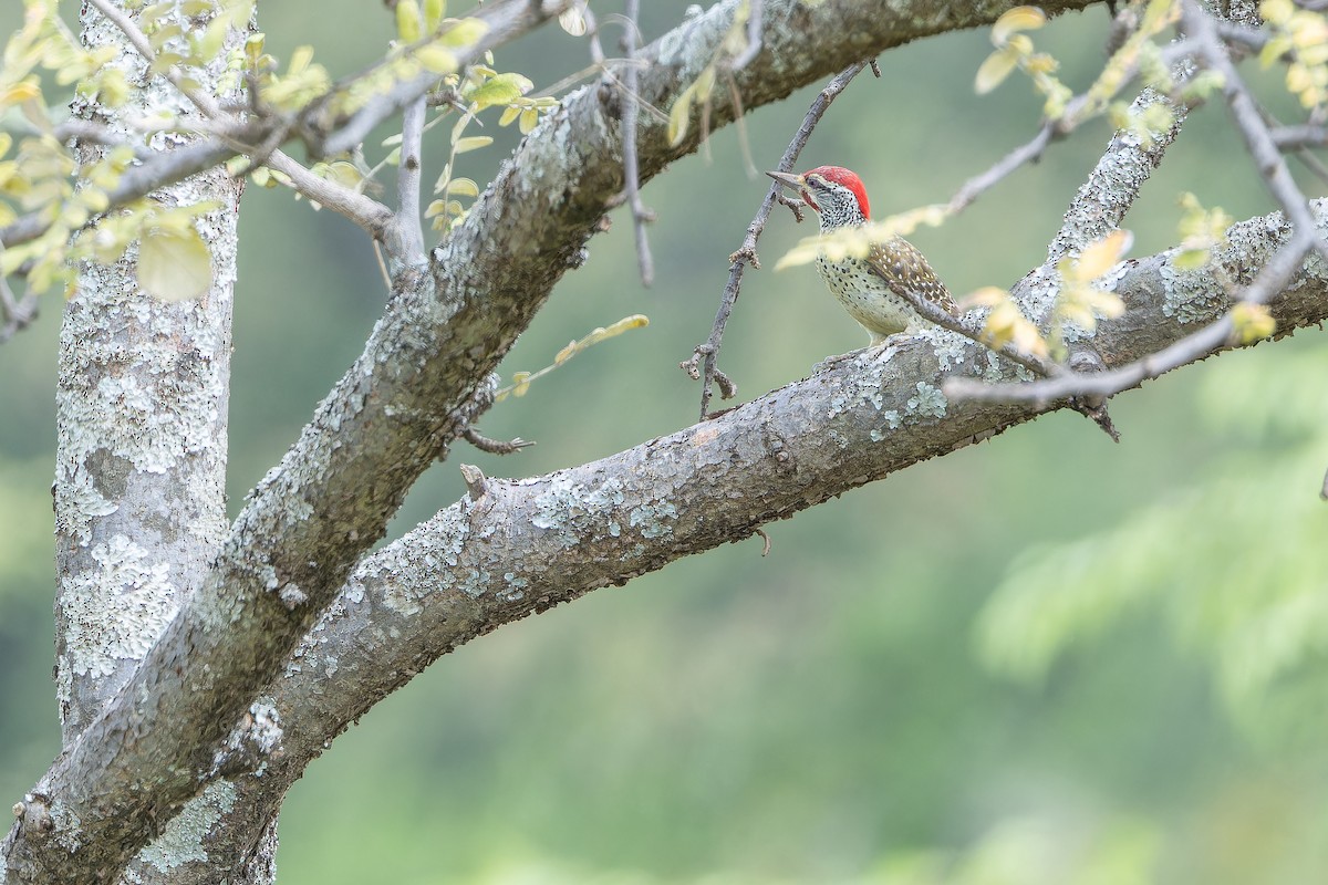 Nubian Woodpecker - ML642441112