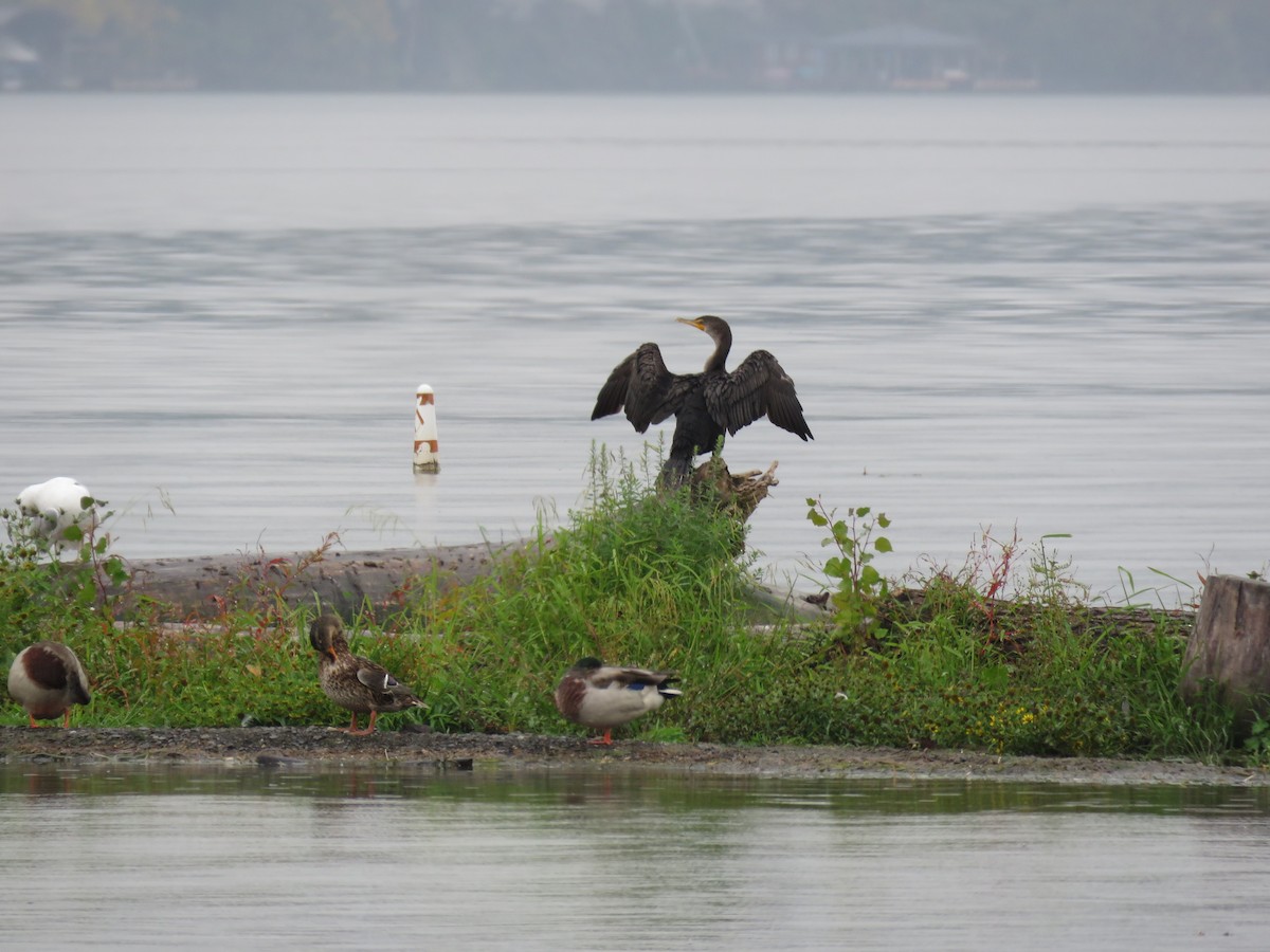 Double-crested Cormorant - ML642441115