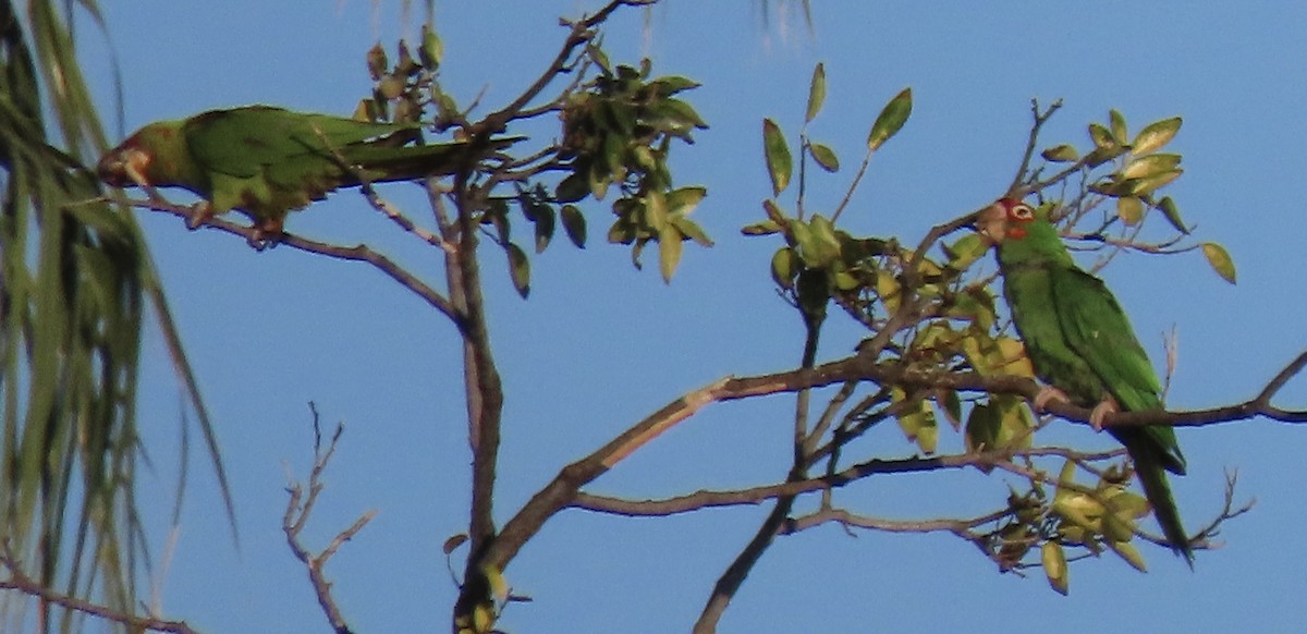 Mitred Parakeet - ML642441148