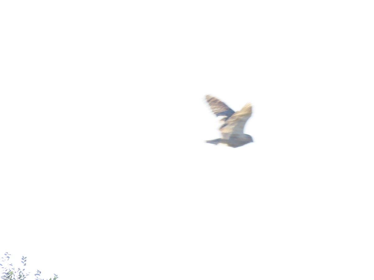 Great Horned Owl - ML642441153