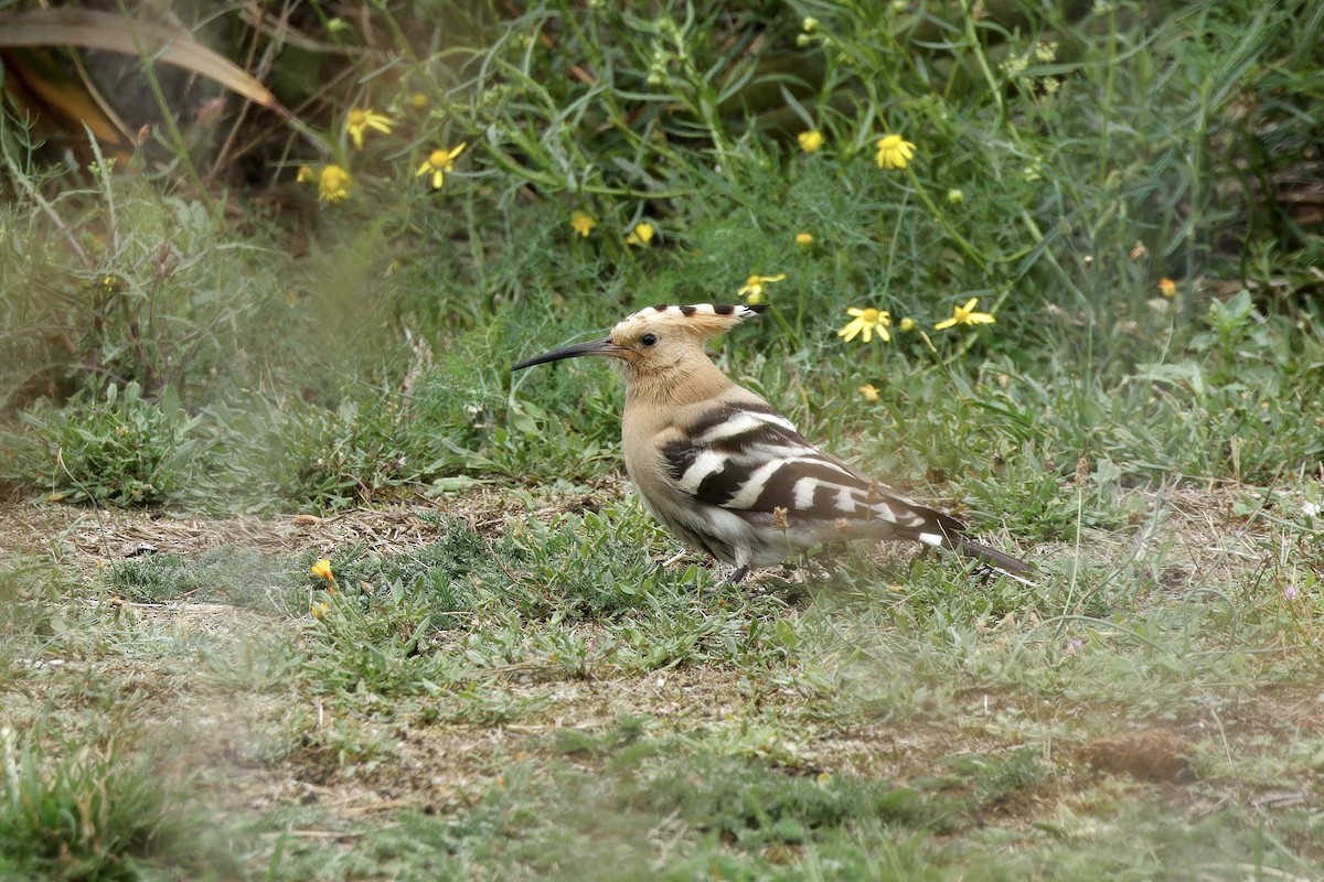 Eurasian Hoopoe - ML642441156