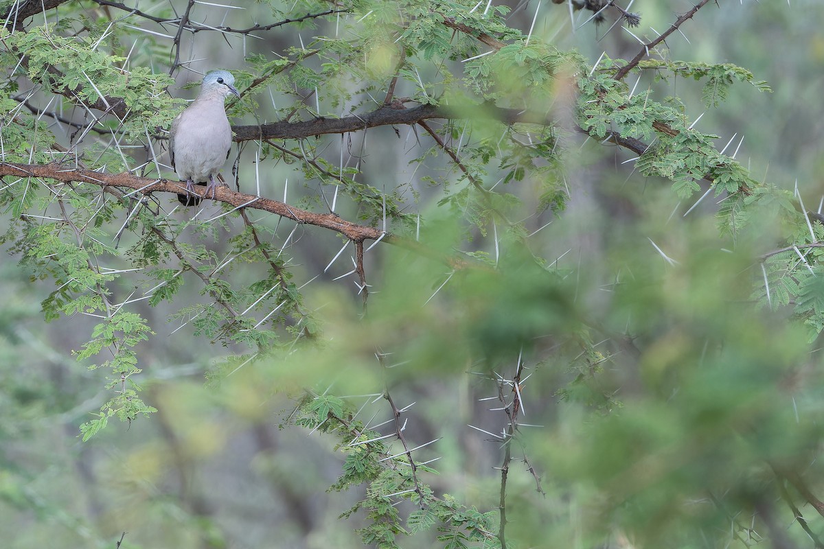 Emerald-spotted Wood-Dove - ML642441162