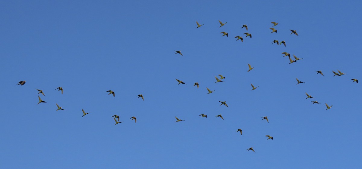 Mitred/Red-masked Parakeet - ML642441169