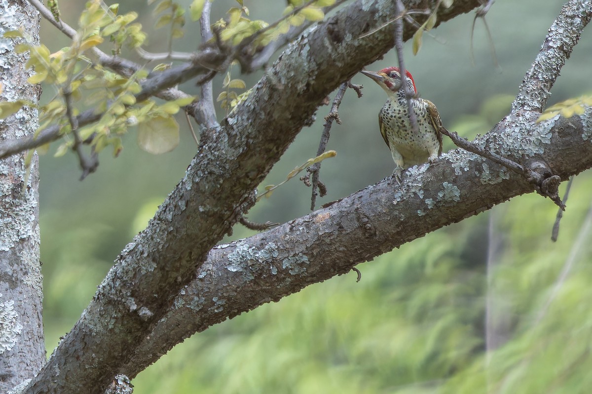 Nubian Woodpecker - ML642441172
