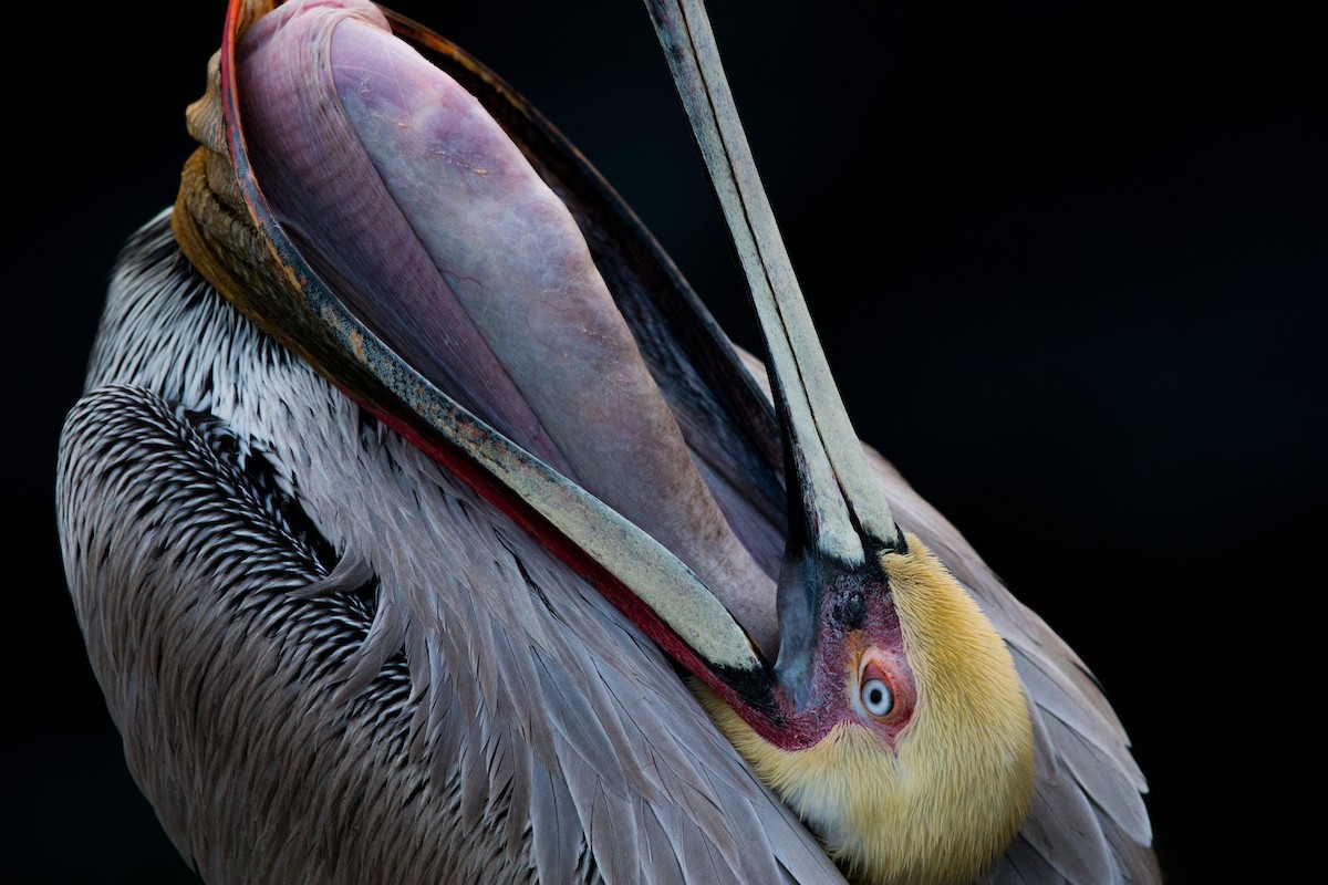 Brown Pelican - ML642441183