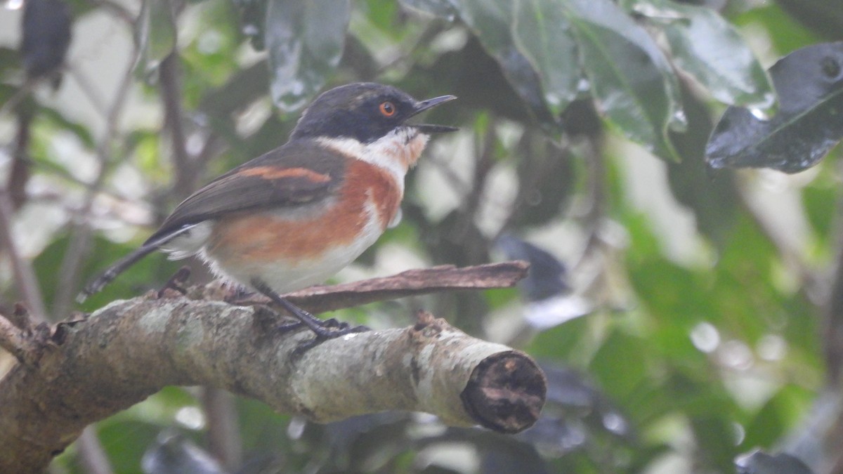 Cape Batis - ML642441186