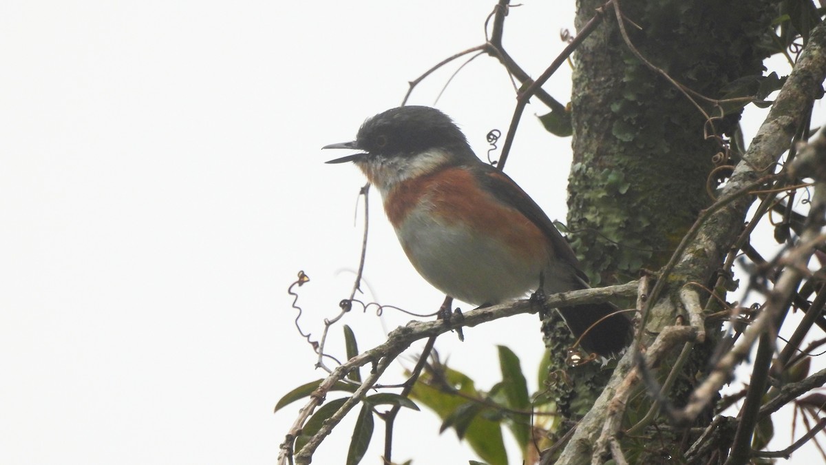 Cape Batis - ML642441187