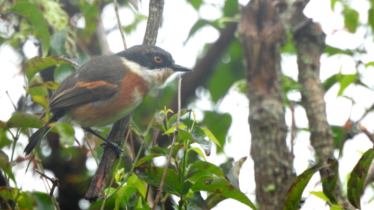 Cape Batis - ML642441188