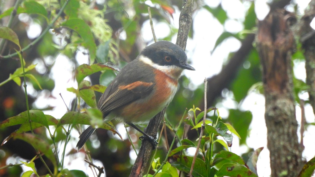 Cape Batis - ML642441189