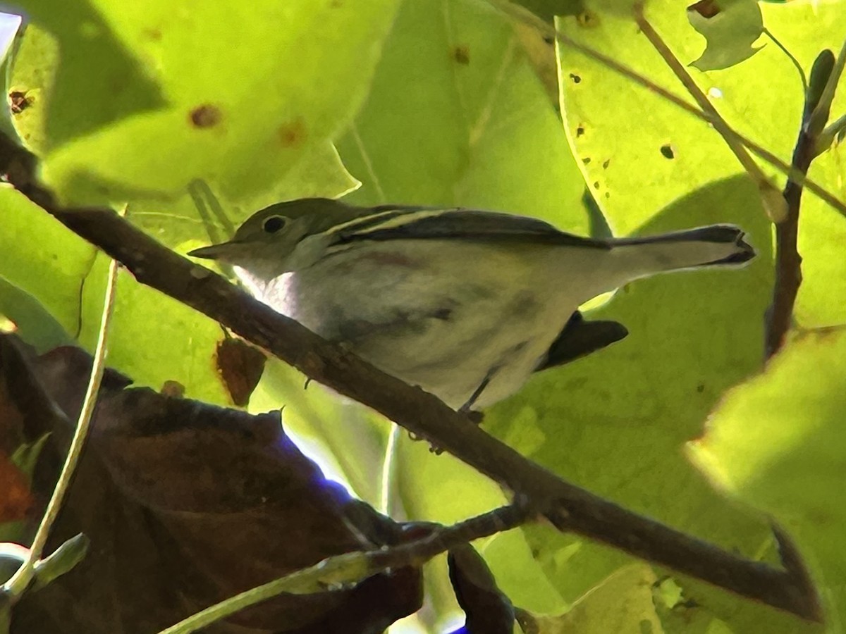 Chestnut-sided Warbler - ML642441201