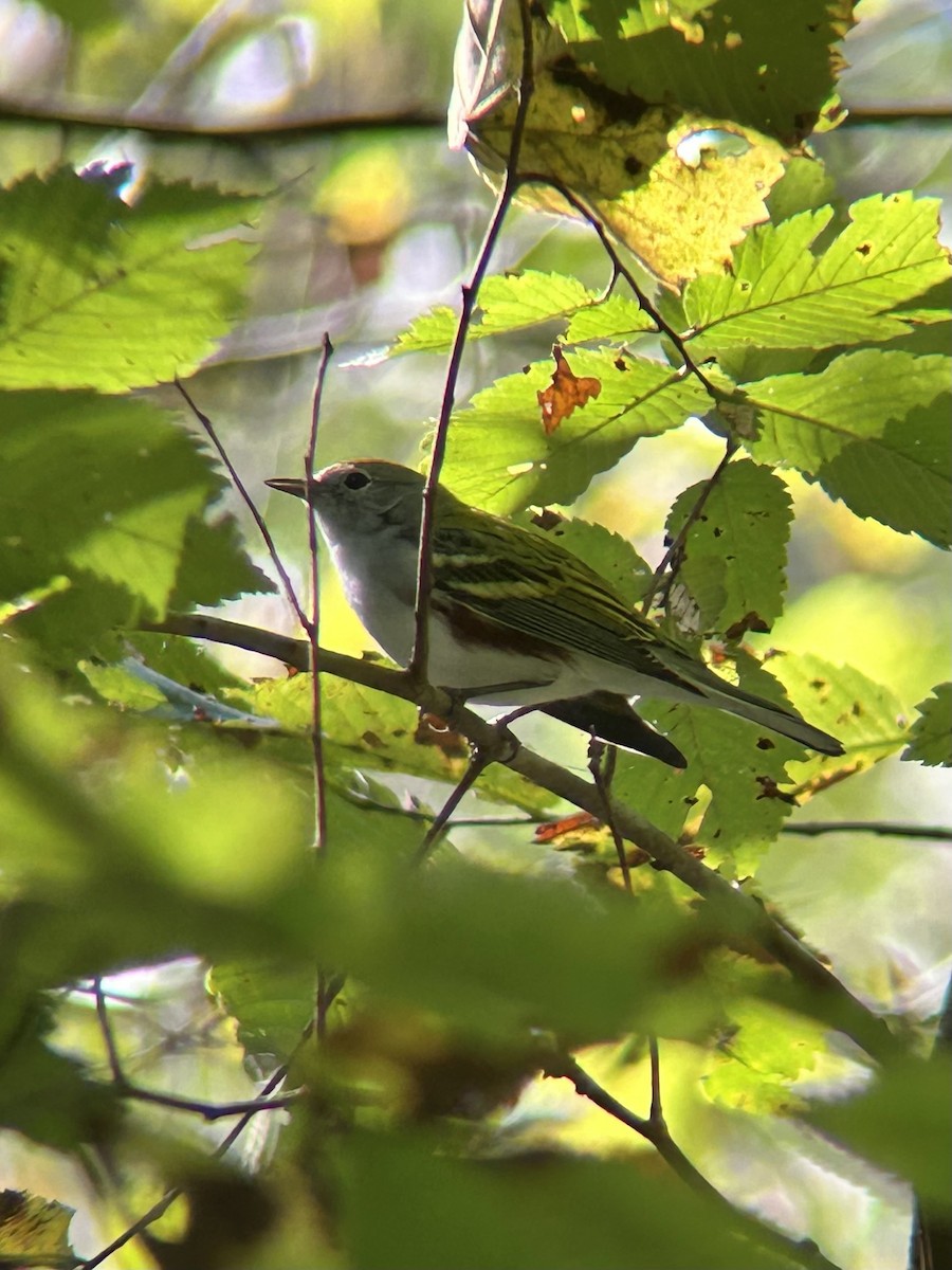 Chestnut-sided Warbler - ML642441202