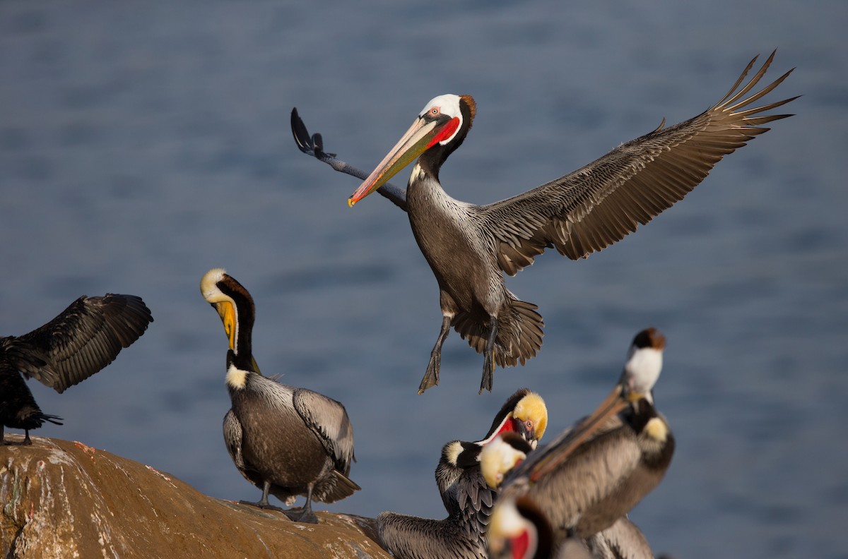 Brown Pelican - ML642441216