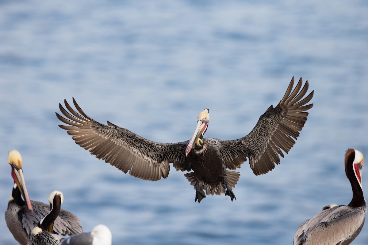 Brown Pelican - ML642441217