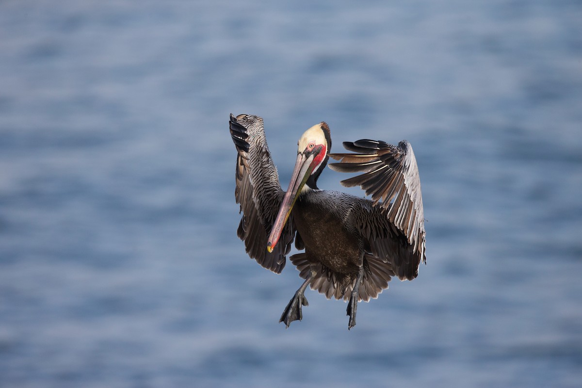 Brown Pelican - ML642441218