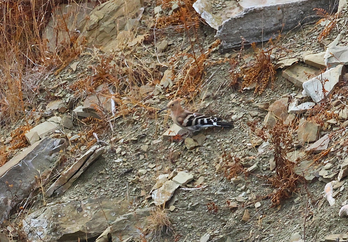 Eurasian Hoopoe - ML642441221