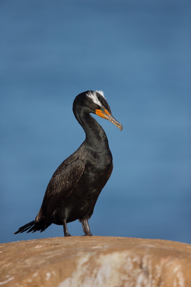 Double-crested Cormorant - ML642441229