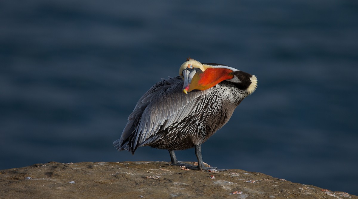 Brown Pelican - ML642441238