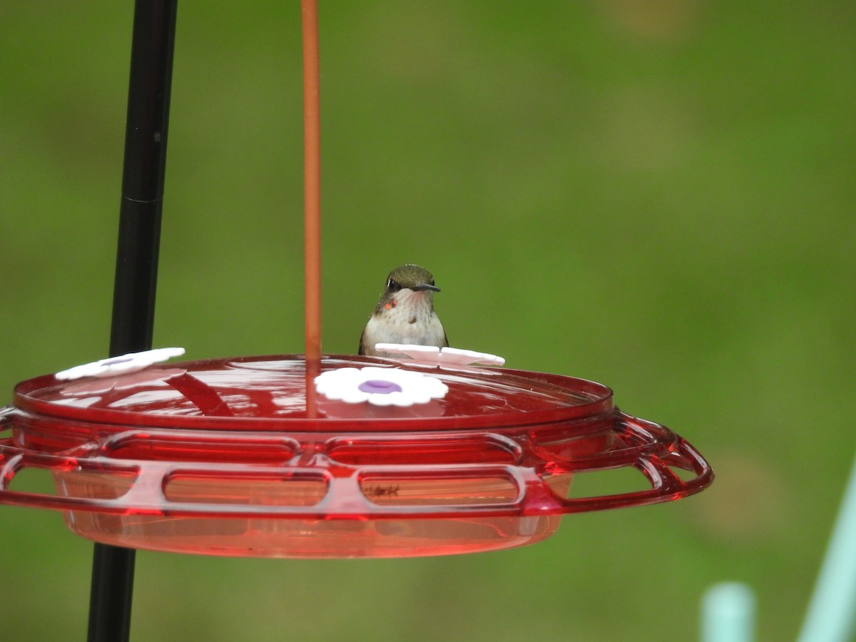 Ruby-throated Hummingbird - ML642441254