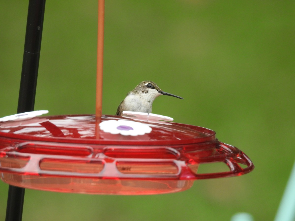 Ruby-throated Hummingbird - ML642441259