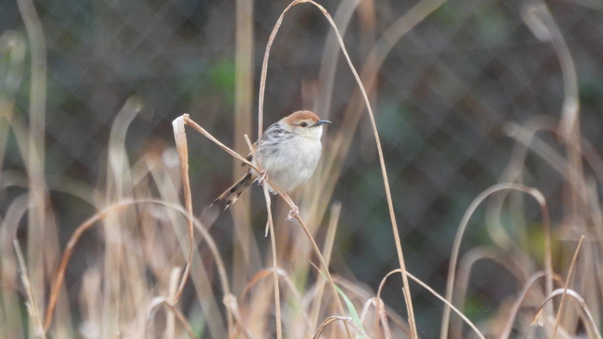 Levaillant's Cisticola - ML642441266