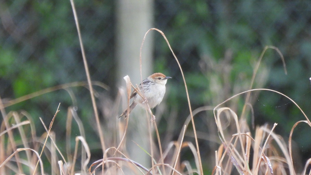 Levaillant's Cisticola - ML642441267