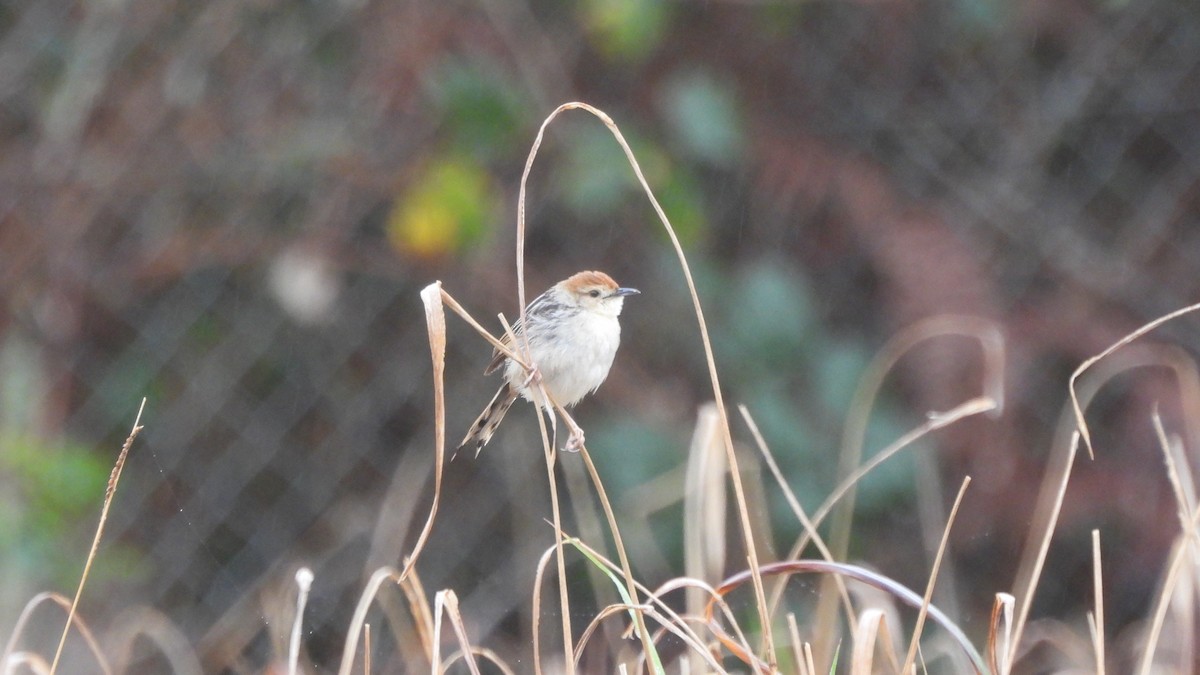 Levaillant's Cisticola - ML642441268