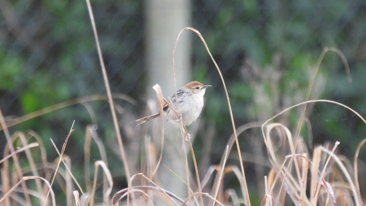 Levaillant's Cisticola - ML642441269
